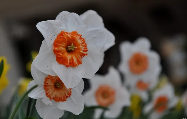 Flowers, focus, spring, daffodils