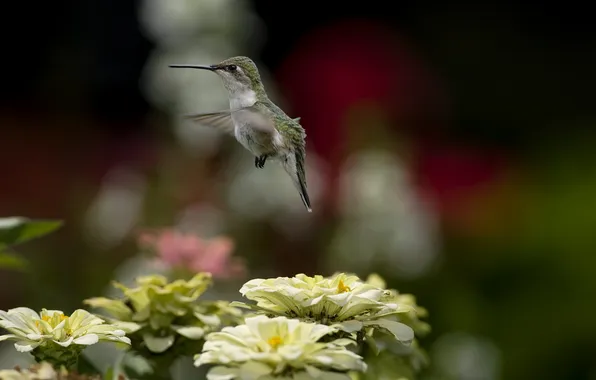 Picture flight, flowers, nature, bird, blur, Hummingbird