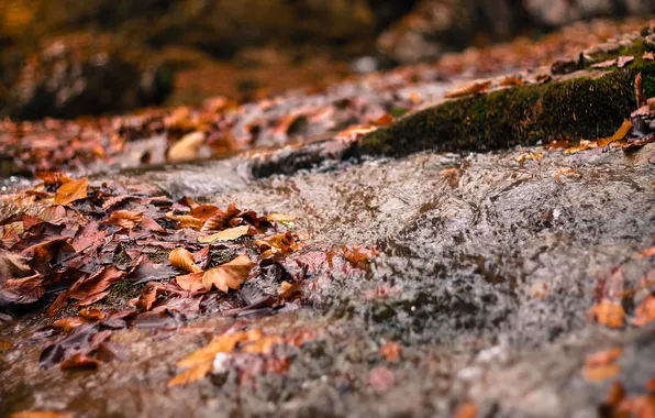 Leaves, river, stream, spring, river