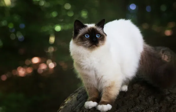 Cat, look, pose, the dark background, kitty, kitty, blue eyes, kitty