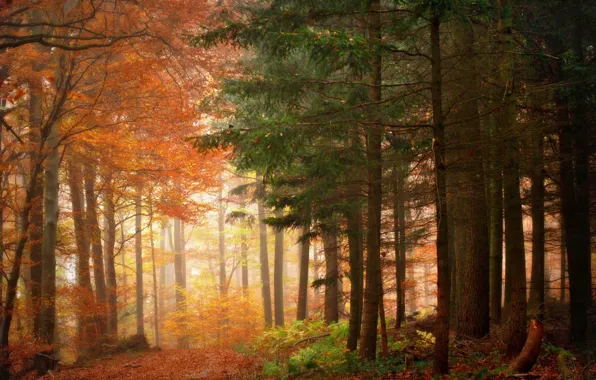 Autumn, nature, beauty, morning, Trees, Forest