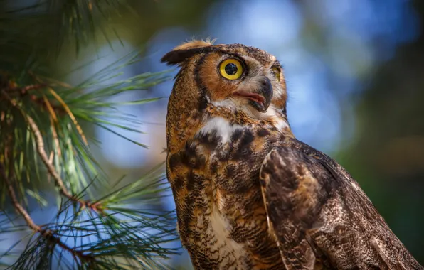Picture forest, macro, needles, owl, bird, pine