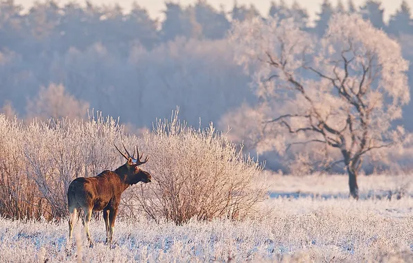 Animal, moose, North America, elk