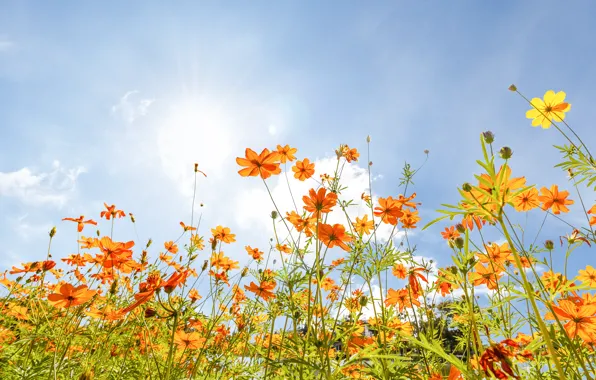 Field, summer, the sky, the sun, flowers, colorful, meadow, summer