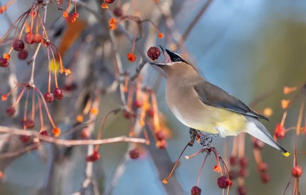 Light, branches, pose, berries, bird, beak, fruit, Rowan