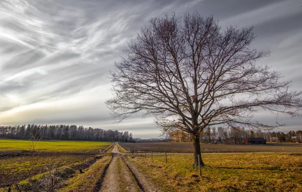 Road, autumn, tree, field, home, grove