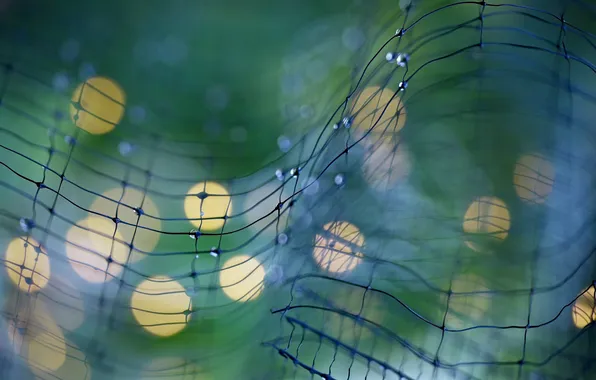 Macro, Rosa, network, macro, bokeh, bokeh, network, dew