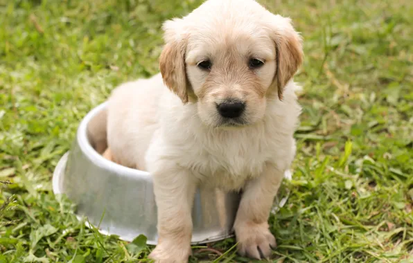 Picture grass, look, nature, dog, muzzle, puppy, sitting, Golden Retriever