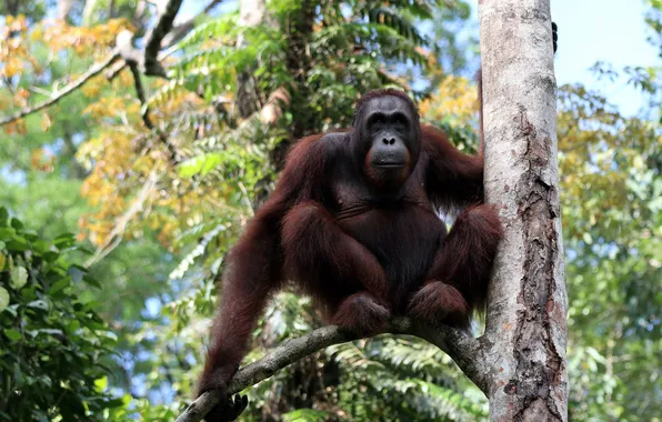 Young, wildlife, wild, wilderness, species, young couple, orangutan borneo