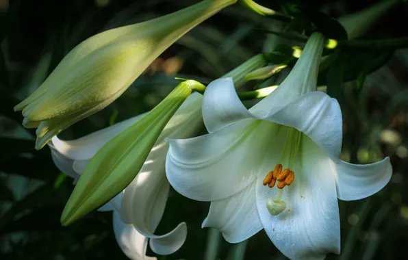 Light, flowers, the dark background, Lily, white, buds