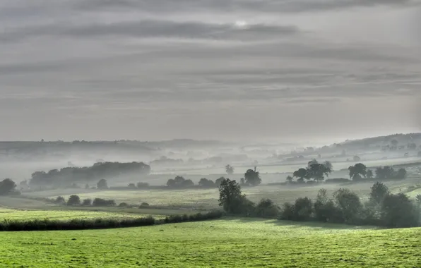 Picture trees, field, Fog