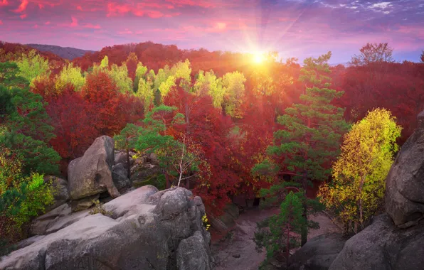 Picture autumn, forest, the sky, the sun, rays, trees, stones, rocks