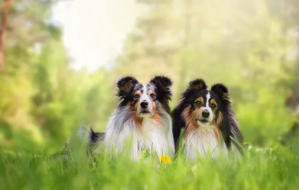 Dogs, look, nature, pose, a couple, Duo, collie, two dogs