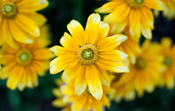 Greens, macro, flowers, petals, blur