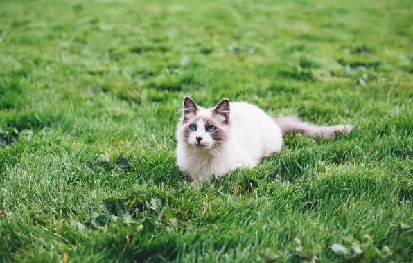 Field, grass, cat, blue eyes, lazy
