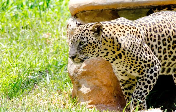 Light, shadow, predator, spot, leopard, wild cat