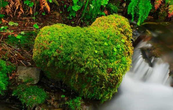Forest, river, stream, stone, heart, USA, Washington, Olympic National Park