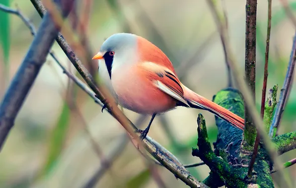 Branches, bird, beautiful, bird