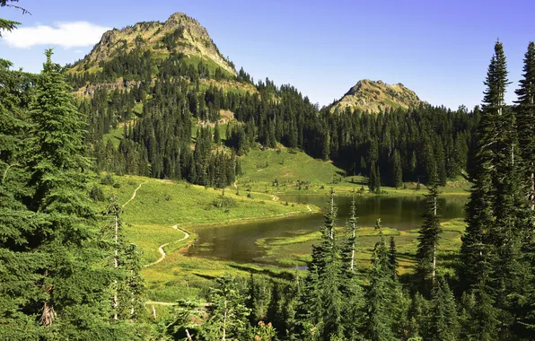Greens, forest, grass, trees, mountains, lake, USA, Mount Rainier National Park