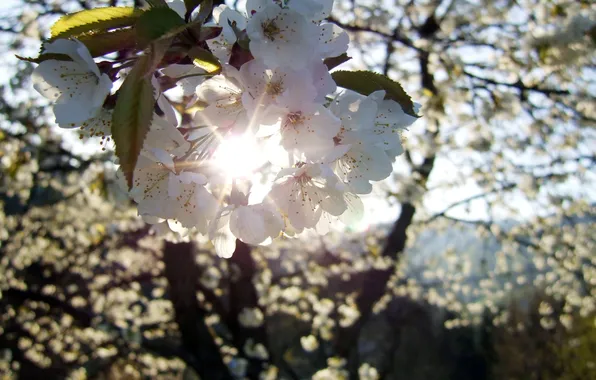 Picture the sun, rays, trees, flowers, cherry, branch, spring