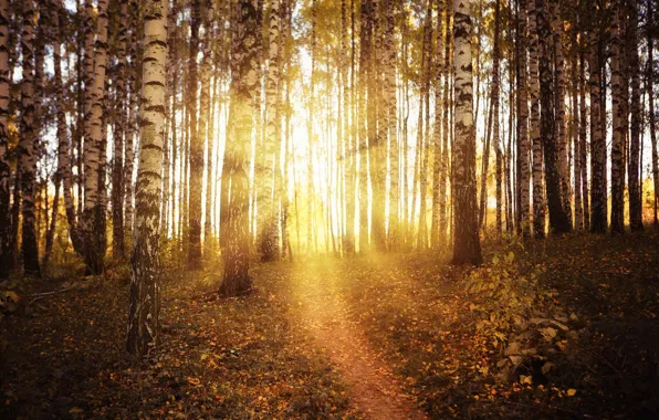 Picture autumn, birch, grove