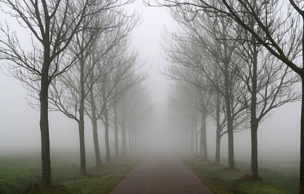 Picture autumn, trees, fog, Road, a number