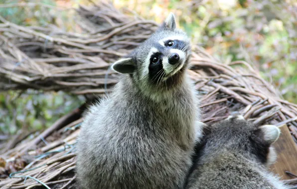 Picture mustache, animal, raccoon, looks