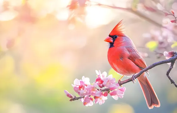 Look, light, flowers, nature, bird, branch, spring, morning