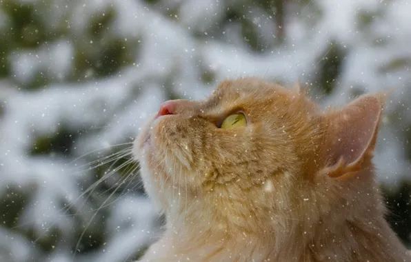 Cat, cat, snow, muzzle, red, cat