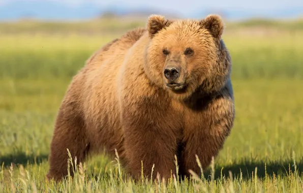 Picture summer, grass, look, face, light, nature, pose, bear