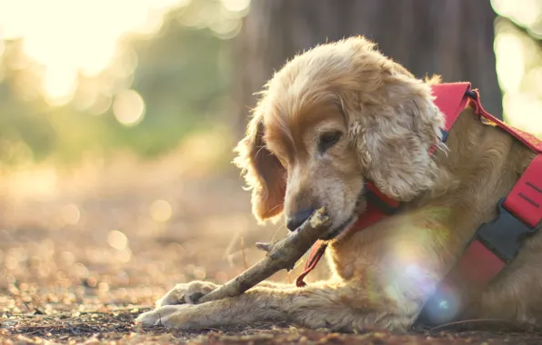 Picture dog, light, Wallpaper from lolita777, stick, interest, bokeh, trunk, lesson
