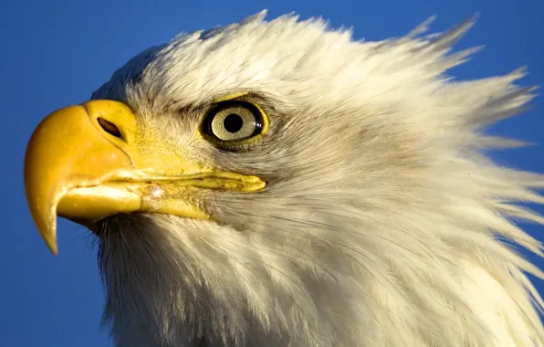 Picture the sky, eyes, bird, eagle