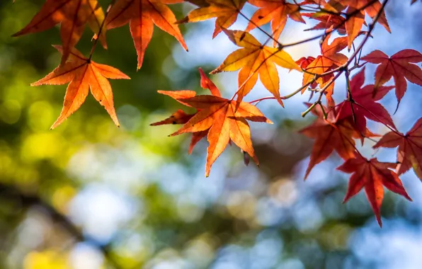 Autumn, leaves, tree, colorful, maple, autumn, leaves, maple