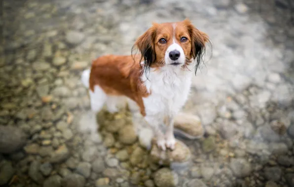 Look, face, water, pose, pebbles, stones, dog, wet