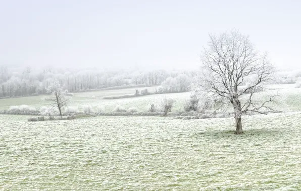 Picture winter, frost, field, trees