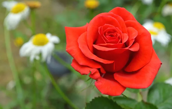 Picture field, roses, chamomile, petals, meadow
