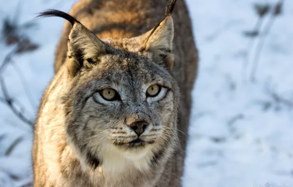 Cat, look, face, lynx