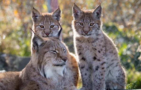 Picture nature, stay, family, color, lynx