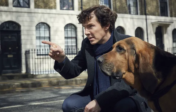 Picture dog, the series, Sherlock Holmes, Benedict Cumberbatch, Benedict Cumberbatch, Sherlock, Sherlock, BBC One