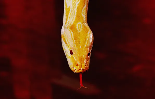 Red, snake, yellow