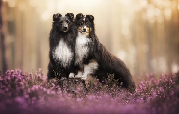 Dogs, summer, friends