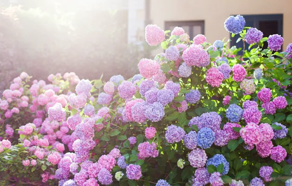 Flowers, house, garden, blue, pink, the bushes, a lot, hydrangea