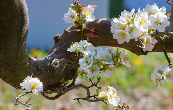 Light, flowers, branches, cherry, spring, Sakura, white, flowering