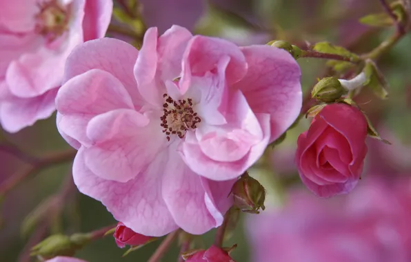 Picture flowers, branch, briar, pink, buds