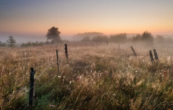 Field, summer, sunset, fog, the fence