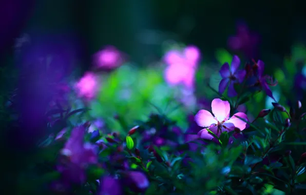 Greens, light, flowers, the dark background, bright, purple, flowers, lilac