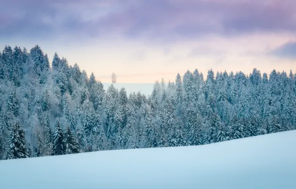 Winter, frost, forest, the sky, clouds, snow, nature, ate