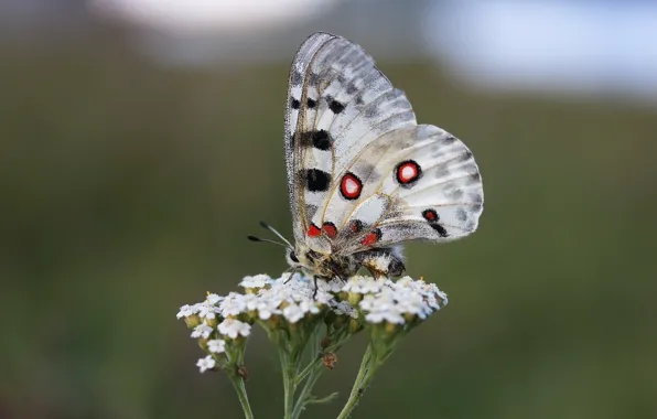 Picture flower, background, butterfly