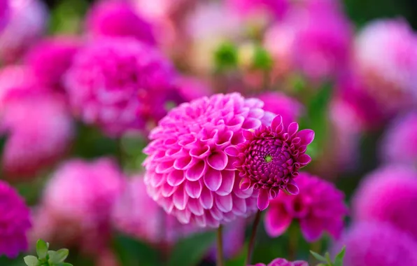 Macro, flowers, blur, pink, dahlias