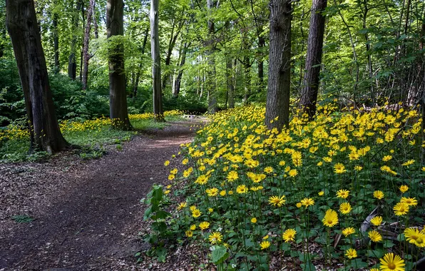 Road, forest, flowers, nature